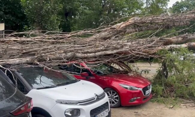 Дерево впало на припарковані автівки на Подолі, Київ