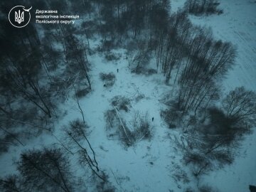 незаконная вырубка леса