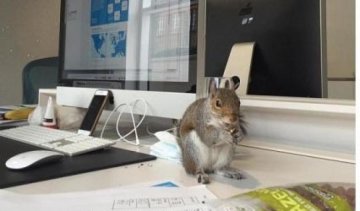 П`ять тисяч лондонців урятували від смерті одну білку