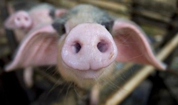 Під Києвом  спалили майже 37 тис. голів свиней через чуму