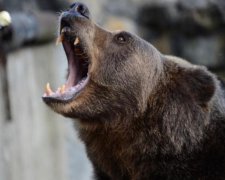 ЧС 2018: вулицями Москви гасає ведмідь і показує дещо образливе