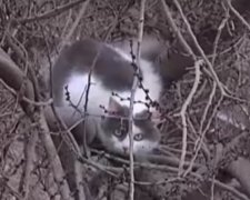 В Запорожье три дня спасали кошку