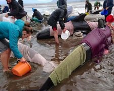 Масове самогубство китів: рятувальники поділилися емоціями