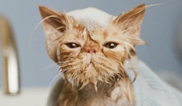 Коты во время купания переживают стресс