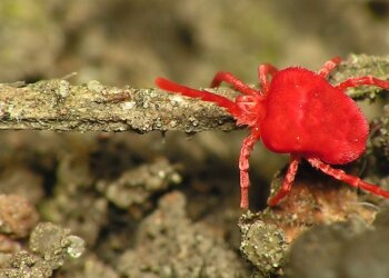 Кліщ-червонотілка