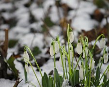 Погода на 8 березня: природа приготувала українкам сюрприз