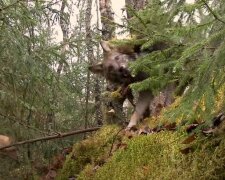 ліс, вовки, звірі \\ скріншот з відео