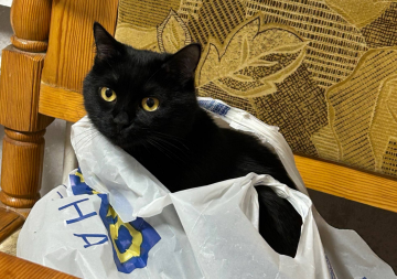 Котик, фото: Знай.ua