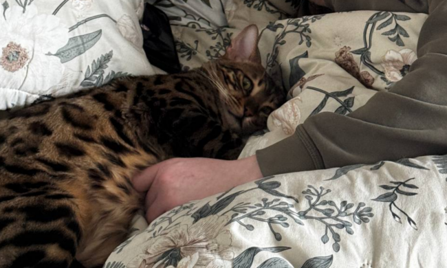 Котик, фото: Знай.ua