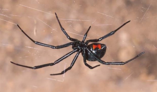 У Миколаєві зафіксовано перший напад павука-каракурта на людину