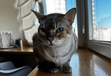 Котик, фото: Знай.ua