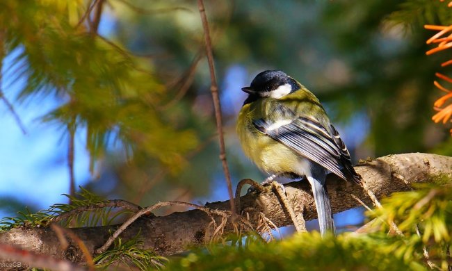 Зиновій та Зиновія 12 листопада: історія та традиції християн
