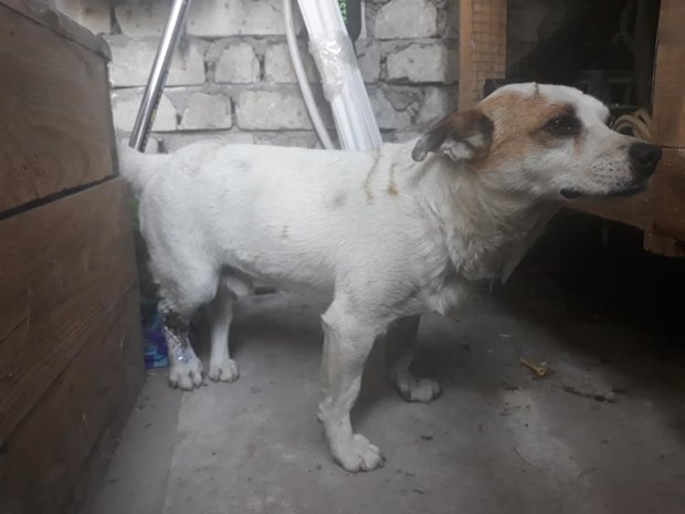 Під Дніпром знайшли понівеченого людьми собаку: "скиглив від болю", дикі кадри