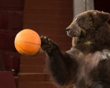 У Білій Церкві величезний ведмідь кинувся на глядачів під час вистави: відео