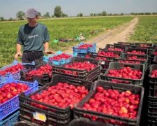 Поляки сказали на яку зарплатню можуть розраховувати українці
