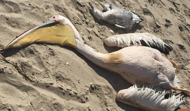 Охотники убили пять пеликанов из Красной книги возле Одессы (фото)
