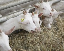 Під час пожежі в Одеській області загинули три кози