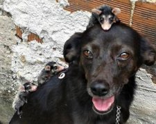 Собака усыновила семью с пятерых опоссумов 