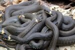 Україна потерпає від навали змій: троє укушених у Львівській області за добу