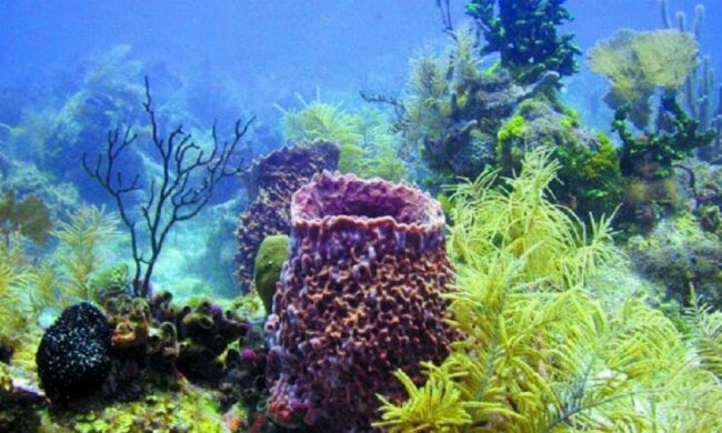 Морская губка – самое старое животноепланеты