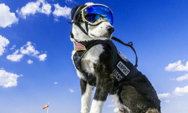 Собака працює в аеропорту на злітній смузі (фото)