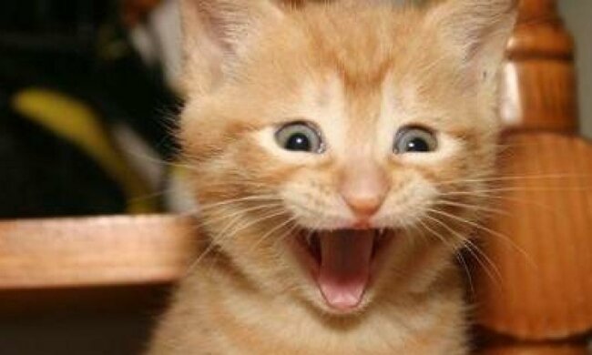 Улыбающиеся котики стали звездами интернета (фото)