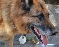 Во Львове собак будут вылавливать ружьями-шприцеметами (фото)