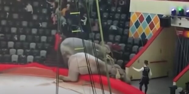 Слоны устроили побоище в разгар циркового выступления: в программе этого не было