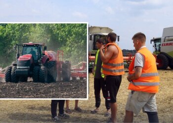 Ціни на зерно в Україні на тлі світової аграрної кризи
