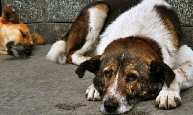 Зоозахисники ледь не розірвали шкуродера