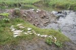 На Франківщині ставки перетворилися на душогубку для риб - черевом догори, рибалки в жаху