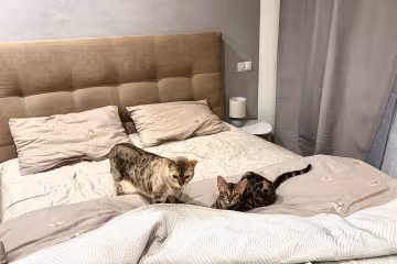 Котики, постіль, ліжко, фото: Знай.ua