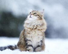 Кіт у снігу. Фото з відкритих джерел