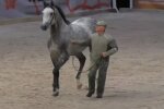 Лошади на скачках. Фото: скриншот Youtube