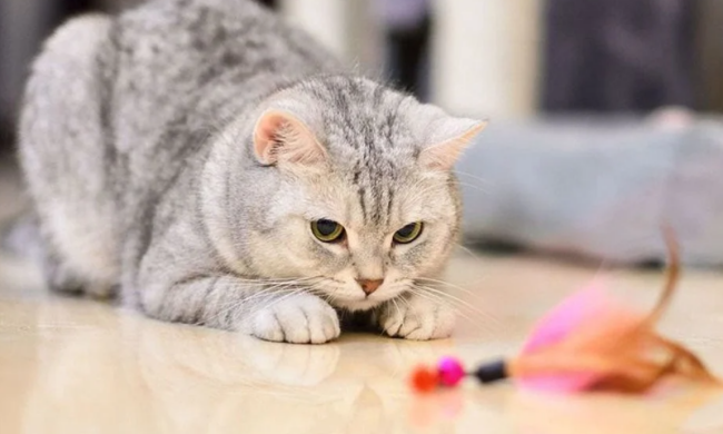 Котик, фото из свободных источников