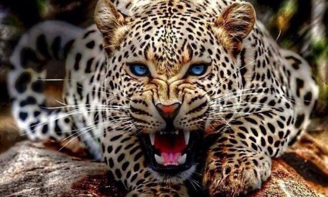 В Маріуполі розгулює леопард-втікач