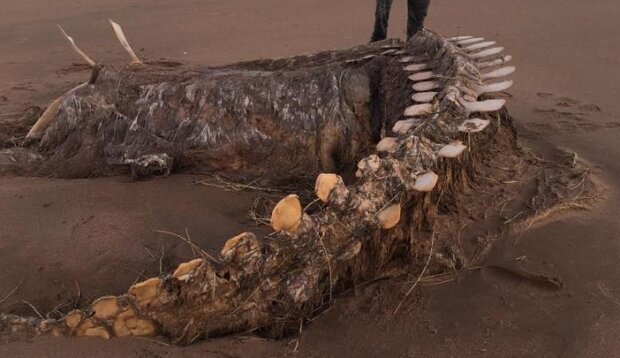 Хвіст Лохнесського чудовиська? Величезний скелет відшукали у Шотландії
