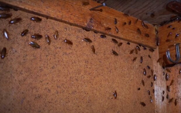 Тараканы. Фото: скрин youtube