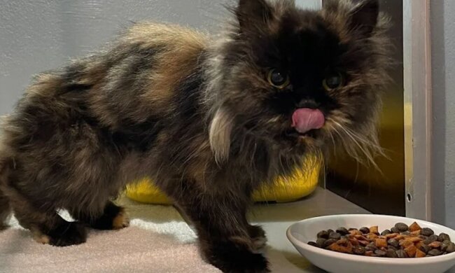 Кіт з Куксхафена, фото: Bild