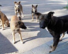 "Ви хохли, а я руский": шкуродери розправилися з довірливими тваринами і перейшли на людей
