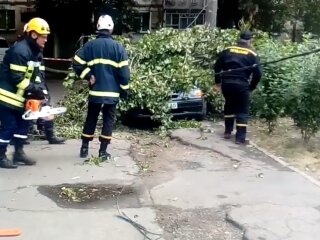 Впало дерево, скріншот із відео