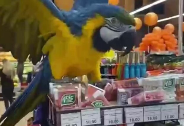 Папуга в харківському супермаркеті, скріншот: YouTube