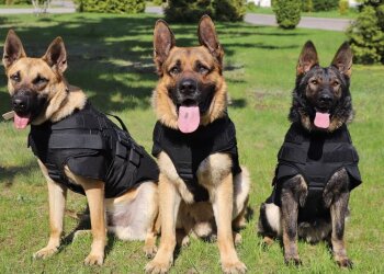 Пограничная служебная собака. Фото: Facebook