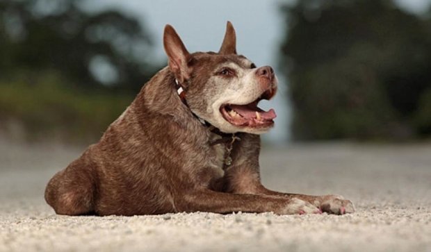 Квазимодо – самая уродливая собака в мире (фото)