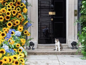 Кот Лари на Даунинг-стрит. Фото: Justin Ng / Twitter