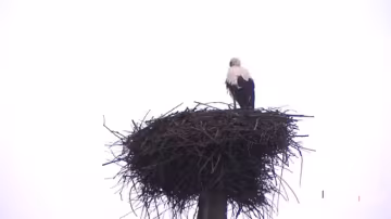 Аист, фото: скриншот из видео