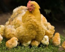 Курям на сміх: нестримні веселощі зірвали інтерв'ю