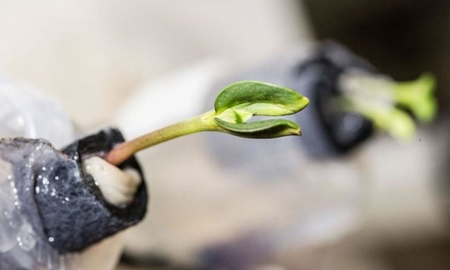 Вчені побудували космічну ферму