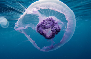 Медуза, зображення з вільних джерел