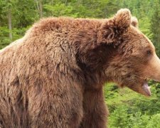 Прикарпатець зустрівся із ведмедем у горах (фото)